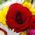 صور ورود طبيعيه صور ورود طبيعية 2017صور ازهار طبيعيه