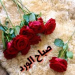 صور وكلمات صباحية  روعه