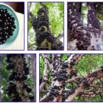 صور شجرة العنب البرازيلي Jabuticaba وفوائدها الرهيبة لعلاج الأمراض الخطيرة والمستعصية