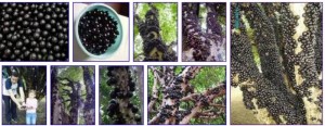 jabuticaba1