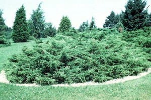 juniper