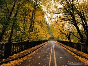 landscapes_nature_trees_autumn_1024x768_wallpaperhi.com