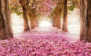 nature-wallpapers-natural-landscape-amazing-views-cool-backgrounds-clean-weathers-download-wallpapers-plants-1697x1128-736x459 (1)
