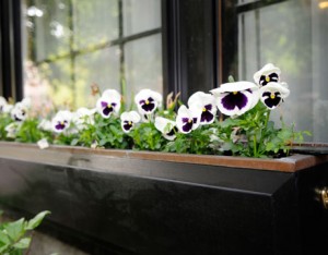 pansies-window-box-5-lg