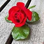ورده حمرا باحجام كبيرة روعة