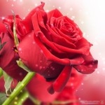 صور اجمل صور ورود احلي صور ازهار 