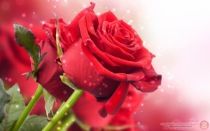 photos_صور_زهور_roses_photos_f