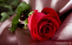 photos_صور_زهور_اجمل_صور_الزهور_y