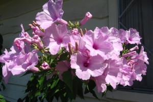 pinkMorningGlory5