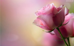 pink_rose_widescreen