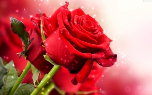 red_roze_hd_wallpaper