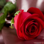 صور ورود  بيضاء وحمراء وصفراءتهبل سبحان الخالق 2015