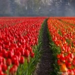 ورد	صور ورد باقات ورد حلوه