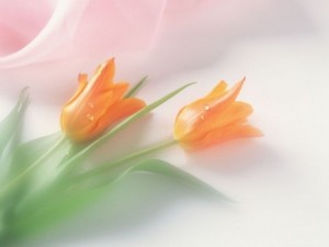 احلي-صور-ورد-جميل-3-450x338