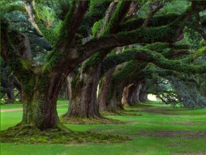 صور-طبيعة-اجمل-الصور-صور-جميلة-صور-طبيعية-صور-جديدة-12