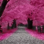 اروع صور للاشجار والازهار 