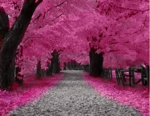 صور طبيعية -صور طبيعة-مناظر طبيعية-صور أشجار (3)