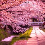 اروع صور للاشجار والازهار 