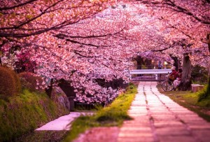 صور طبيعية -صور طبيعة-مناظر طبيعية-صور أشجار (4)