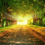 اروع صور للاشجار والازهار 