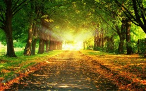 صور طبيعية -صور طبيعة-مناظر طبيعية-صور أشجار (5)