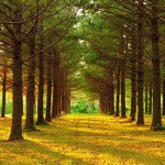 اروع صور للاشجار والازهار 