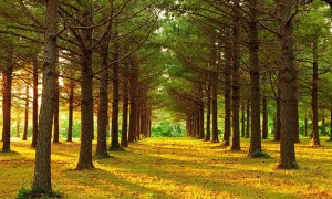 صور طبيعية -صور طبيعة-مناظر طبيعية-صور أشجار (6)