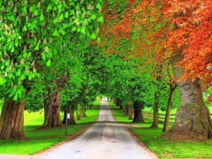صور طبيعية -صور طبيعة-مناظر طبيعية-صور أشجار