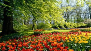 صور طبيعية -صور طبيعة-مناظر طبيعية-صور زهور (2)