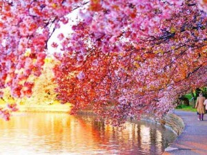 صور طبيعية -صور طبيعة-مناظر طبيعية-صور زهور (3)