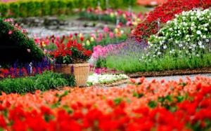 صور طبيعية -صور طبيعة-مناظر طبيعية-صور زهور (4)