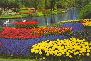 صور طبيعية -صور طبيعة-مناظر طبيعية-صور زهور (5)